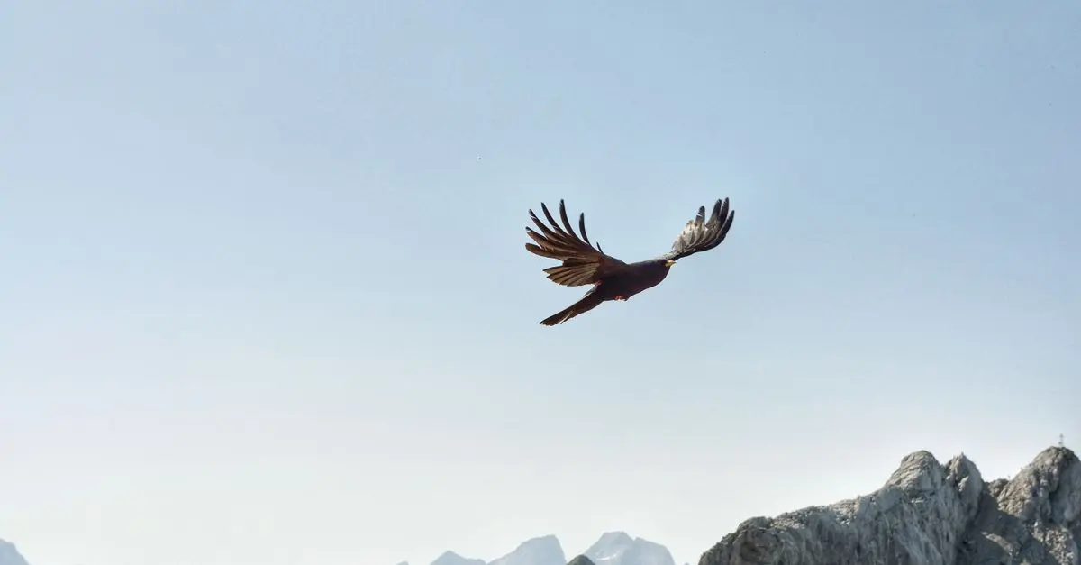 Tout savoir sur le wingsuit : l'ultime guide
